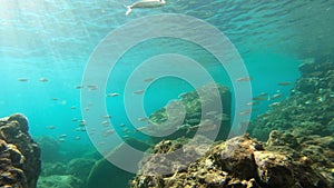 Underwater footage of coral reef with tropical fish in the Caribbean sea