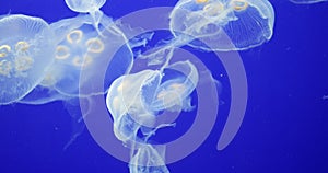 Underwater Footage with glowing medusas moving around