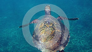 Underwater footage of green sea turtle swimming in blue ocean