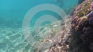 Underwater footage of the part of the submerged cliff along the shore. Cliffside.