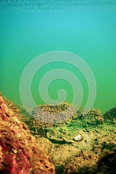 Underwater Freshwater Flora, Underwater Bottom, Rivers, Lakes, Pond