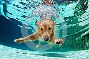 Dog diving underwater in swimming pool.