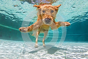 Underwater funny photo of golden labrador retriever in swimming pool