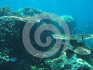 Underwater Garden