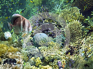 Underwater Garden, Great Barrier Reef, Australia photo