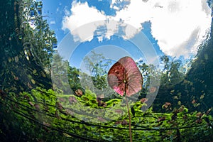 Underwater gardens and water plants in cenotes cave diving in Mexico