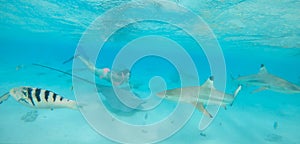 UNDERWATER: Girl in bikini having fun swimming underwater with exotic wildlife.