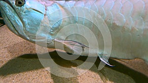 Underwater glimpse: the curious astronotus ocellatus