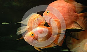 Underwater goldfishes