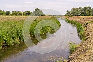 Underwater Grass, Long Seaweed in Dark River Water, Overgrown Stream with Algae, Grass Waving in Water