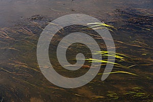 Underwater Grass, Long Seaweed in Dark River Water, Overgrown Stream with Algae, Grass Waving in Water