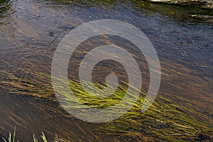 Underwater Grass, Long Seaweed in Dark River Water, Overgrown Stream with Algae, Grass Waving in Water