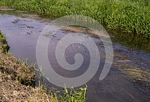 Underwater Grass, Long Seaweed in Dark River Water, Overgrown Stream with Algae, Grass Waving in Water