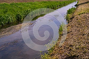 Underwater Grass, Long Seaweed in Dark River Water, Overgrown Stream with Algae, Grass Waving in Water