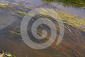 Underwater Grass, Long Seaweed in Dark River Water, Overgrown Stream with Algae, Grass Waving in Water