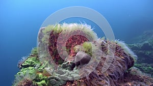 Underwater green sea sponge of Lake Baikal.