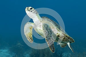 Underwater Green Sea Turtle