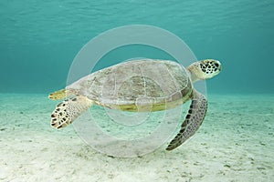 Underwater Green Sea Turtle