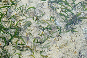 Underwater Green Seagrass at Beach with White Sand - Abstract Natural Marine Texture and Background