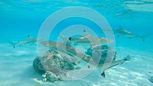 UNDERWATER: A group of blacktip sharks roams around the emerald colored ocean.