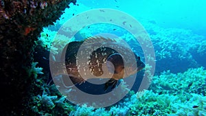 Underwater Grouper fish in dark water