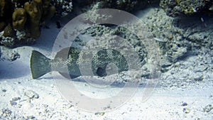Underwater grouper Maldives