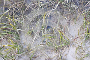 Underwater Halodule Seagrass in Shallow Seawater - Natural Aquatic Plant Background