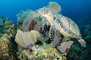 Underwater Hawksbill turtle