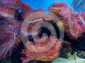 underwater image of an Actiniaria - Sea Anemone photo