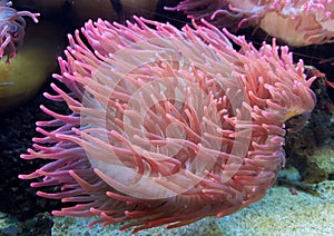 underwater image of an Actiniaria - Sea Anemone photo