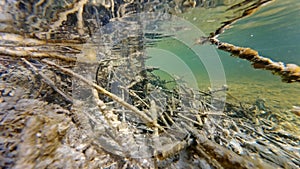 Underwater image of the bottom of a river with a beaver lodge