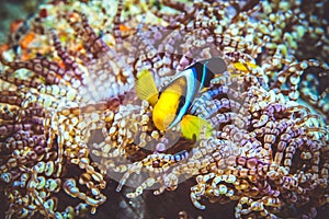 Underwater image of clown fish