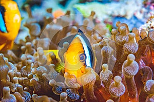Underwater image of clown fish