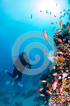 Underwater image of coral reef and diver.