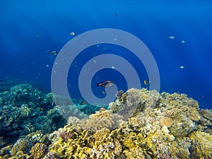 Underwater image of coral reef and tropical fishes