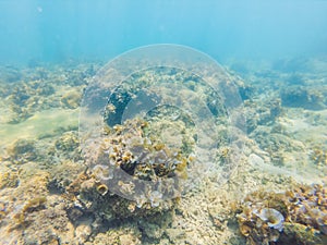 Underwater image of coral reef and tropical fishes