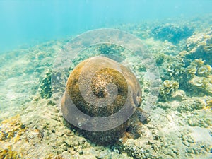 Underwater image of coral reef and tropical fishes