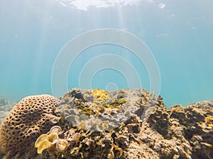 Underwater image of coral reef and tropical fishes