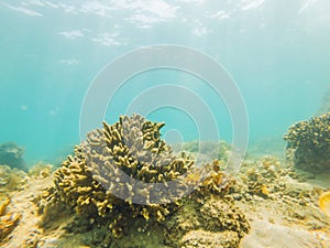 Underwater image of coral reef and tropical fishes