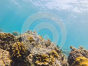 Underwater image of coral reef and tropical fishes