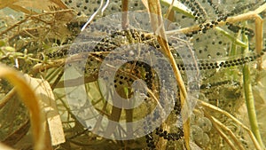 Underwater image of frogspawn and toad spawning lines Toads in a lake