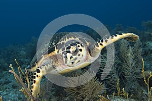 Underwater image of green sea turtle