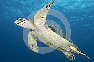 Underwater image of green sea turtle