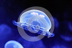 Underwater image of jellyfishes