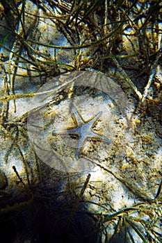 Underwater image of Mediterranean sand sea-star