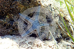 Underwater image of Mediterranean sand sea-star