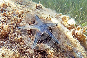 Underwater image of Mediterranean sand sea-star