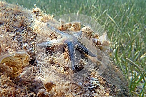 Underwater image of Mediterranean sand sea-star