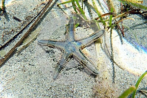 Underwater image of Mediterranean sand sea-star