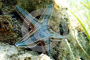 Underwater image of Mediterranean sand sea-star
